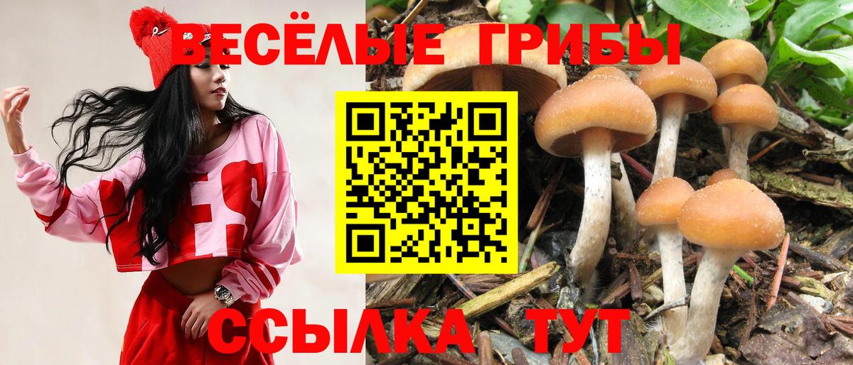 Псилоцибиновые грибы Cubensis  Галлюциногенные грибы прущие грибы  Унеча  Вход с VPN 